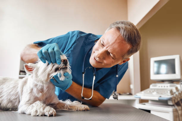  Long Beach, WA Emergency Dentist Pros